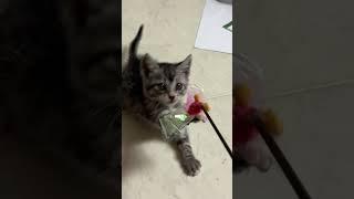 #아기고양이#박젤리#박쩰리#고양이일상