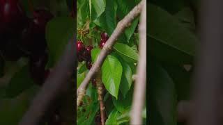 Hormonal Harmony  Quick Tips with Chaste Tree Berry  #tea #herbsforhealth #herbalvitality