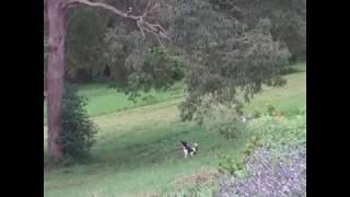 Smooth Fox Terrier Vs Kookaburra, 0-0 at full time.