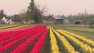 Kohr Explores: Oregon's Famous Wooden Shoe Tulip Festival