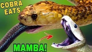 Golden Cobra EATS Black Mamba!