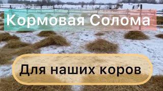 Ферма золотой бычок. Коровы мычат