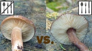 Porównanie: Mleczaj ciemny (Lactarius picinus) vs. Mleczaj przydymiony (Lactarius lignyotus)