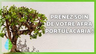 ENTRETIEN du Pourpier en arbre ️ Irrigation, Taille, Reproduction et plus encore !