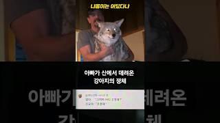 아빠가 산에서 데려온 강아지의 정체 #SHORTS