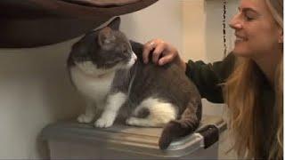 Frost Fund’s Large Cat Transport | News Feature by KTNV