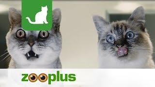 Cat Food | Whiskas | zooplus.co.uk