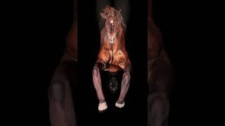 Horse bodypaint!! Airbrush body art illusion!