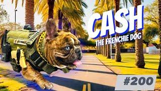 French Bulldog Daily Walking Cash Archivaldo Belicon #200