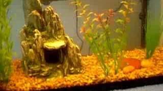 10 and 5 Gallon Fish Tanks- Cycling