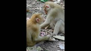 02221 #monkey #monkeysr #babyanimal #animals #babymonkeybobby #babymonkey #cute #babyprimate