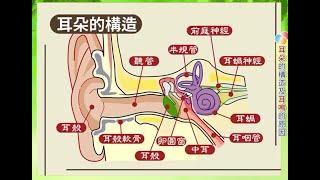 耳朵的構造