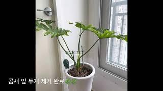 베란다가드닝 튤립키우기 호프셀렘잎자르기