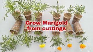 How to grow marigold from cuttings. Easy to grow with update.