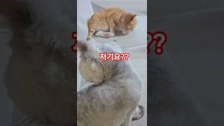 사람이 부르면 쳐다봐야쥐 ㅋㅋ #고양이 #cat#funnyshorts