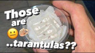 Unboxing the TINIEST TARANTULAs EVERRR !!!