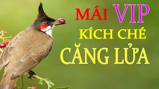 CHÀO MÀO MÁI HÓT SIÊU KÍCH TRỐNG - CÁCH KÍCH LỬA CHÀO MÀO SỔ BỌNG HÓT CHÉ | Nghe Là Hót