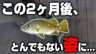 【巨大化】飼い始めたブラックバスがたった2ヶ月で成長し過ぎてとんでもないことに…