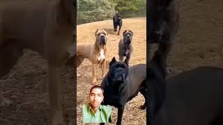 #dog #pitbull #doglover #canecorso #funny #youtubeshorts #comedy