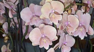 Обзор | Орхидейный Мир Ларисы orchid_paradise