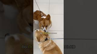 Боня передаёт всем привет и благодарит за тёплые слова  #корги #corgi