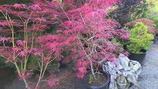 Beautiful Japanese Maples & dwarf conifers - Amazing Maples