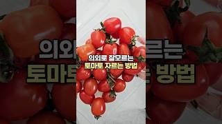 당신만 몰랐던 토마토 자르는 비밀