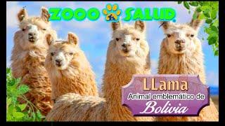 La LLAMA, Animal Emblemático de Bolivia