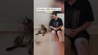 Chompy is 100% Mizkif's Cat 