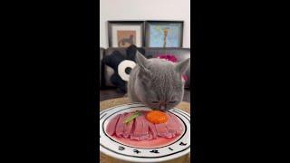 Deep abyss big appetite live broadcast big eater #The kitten who is most active in eating #food lov