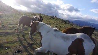 Working with horses using natural horsemanship – Fiordland Horse Treks