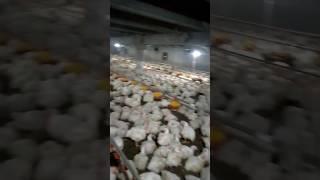 Broiler Chicken  Feeding and Farming Management in Summer #viral #vetinfo #shots #shorts