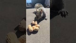 Watch squirrels, eat, peanuts #Squirrel #Chipmunk #Cute #Peanut #Wildlife #Pet