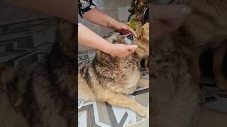 Серую лечу сама, а щенки пока в клинике