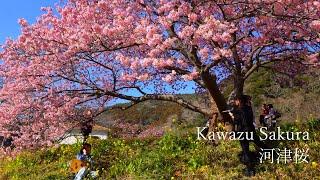 See all of the too-beautiful Kawazu cherry blossoms!