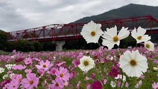 2024/10/22　見頃です！　秋雨に濡れる畑の前河川敷のコスモス畑　その３　〜愛媛県大洲市〜