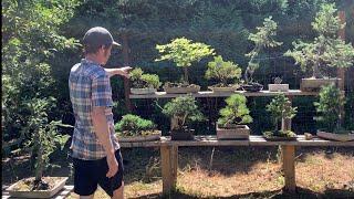 Bonsai Garden Summer Tour - Part 1