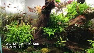 Full Aquarium Gardens Aquascape Showroom Update July 2018