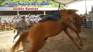 Caballo cerril repara y tira al jinete