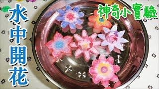 【神奇小實驗】~紙花在水中瞬間綻放！可作為親子遊戲哦~！