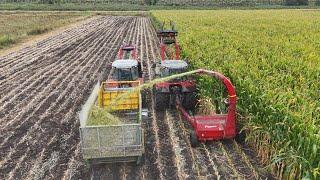 Two Row Maize Harvester In Action