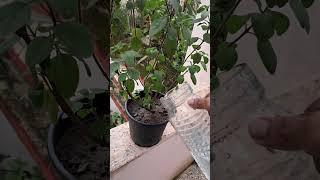 Tulsi Plant Watering Tip #tulsi #garden #diy