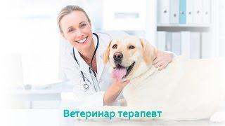 Ветеринар Терапевт & Чем Занимается Ветеринар Терапевт. Ветклиника Био-Вет