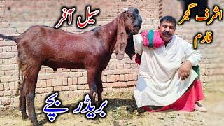 Breader Quality KY Bchy  For Sal***