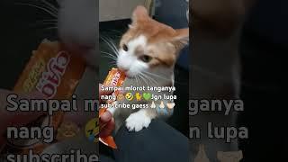 Masya Allah Tabarokallah #cat #rekomendasi #catlover#netizen#shortvideo#shorts#short#shortsfeed