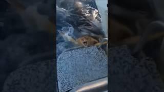 Shark Chases Turtle, Shark Stalks Woman & More Cool Sharks