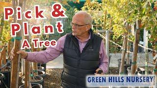 Selecting A Nursery Tree at the Plant Nursery & Fall Tree Planting Tips (Green Hills Nursery)