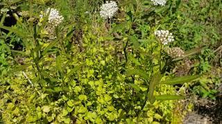 Wildflower Moment: Swamp milkweed and Browne's savory