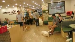 Bau House Dog Cafe сюжет 1