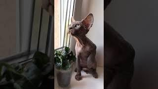 Канадский Сфинкс девочка ️ #сфинксы #котикинарокотики